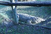 Gatorland - Mike 133